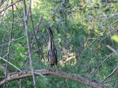 Ixobrychus sturmii