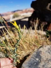 Ericameria discoidea discoidea