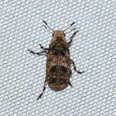 Euparius marmoreus