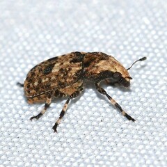 Euparius marmoreus