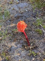 Haemanthus sanguineus