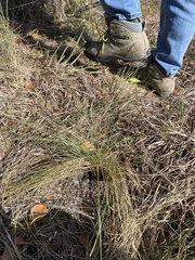 Aristida stricta