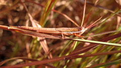 Leptysma marginicollis