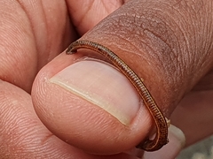 Haemadipsa zeylanica