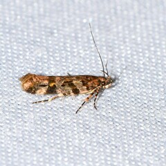 Aristotelia amelanchierella