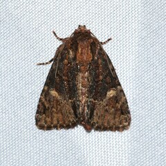 Phosphila turbulenta