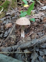 Leccinellum albellum