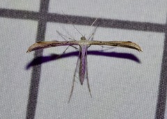 Emmelina monodactyla