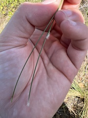 Aristida stricta
