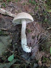 Leccinellum albellum