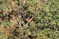 Pipilo maculatus megalonyx