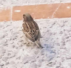 Passer domesticus