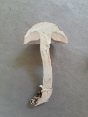 Leccinellum albellum