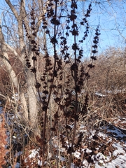 Dasistoma macrophylla