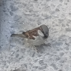 Passer domesticus