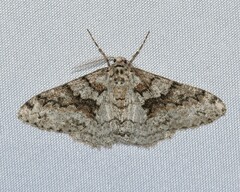 Phigalia denticulata