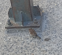 Passer domesticus