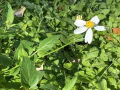 Bidens alba