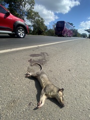 Philander opossum