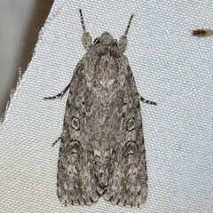 Acronicta