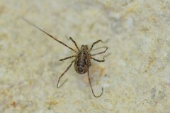 Dasylobus graniferus