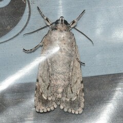 Acronicta
