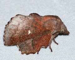 Phyllodesma occidentis