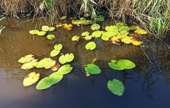 Nuphar lutea