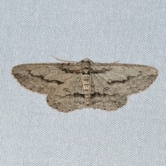 Iridopsis pergracilis
