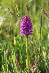 Dactylorhiza purpurella