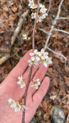 Prunus angustifolia