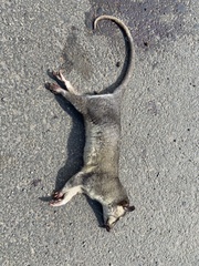 Philander opossum