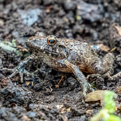 Leptodactylus melanonotus