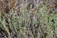 Helichrysum stoechas