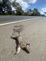 Philander opossum