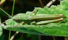 Chorthippus dichrous