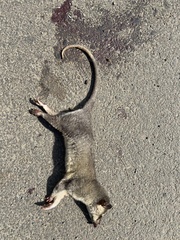 Philander opossum