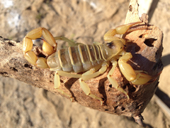 Hadrurus concolorous