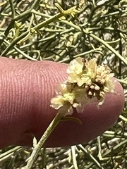 Ambrosia salsola