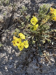 Chylismia