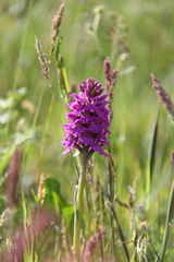 Dactylorhiza purpurella