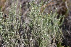 Helichrysum stoechas