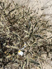 Cylindropuntia ramosissima