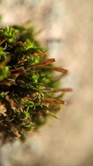 Ulota bruchii