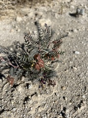 Astragalus insularis harwoodii