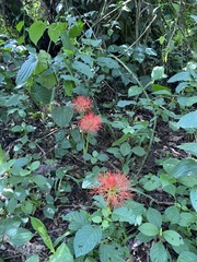 Scadoxus multiflorus image