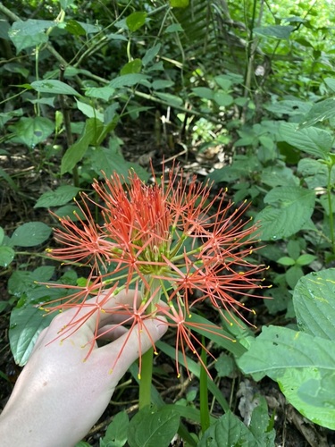 Scadoxus multiflorus image