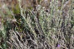 Helichrysum stoechas