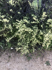 Adolphia californica