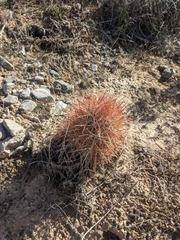 Echinomastus johnsonii